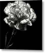 Carnation In Black And White Metal Print