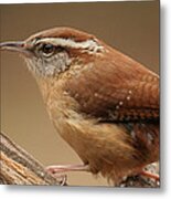 Carolina Wren Metal Print