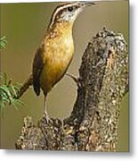 Carolina Wren On Tree Stump Metal Print