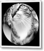 #cat #cats #tagsforlikes.com #catsagram Metal Print