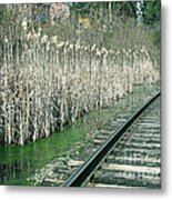 Cattails By The Tracks Metal Print