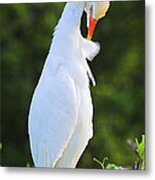 Cattle Egret- St Lucia Metal Print