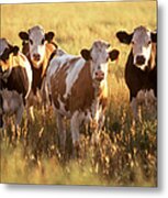Cattle In Field Metal Print