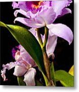 Cattleya Metal Print