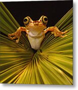 Chachi Tree Frog Hyla Picturata, Choco Metal Print