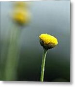 Chamomile Metal Print