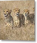 Cheetah Family Metal Print