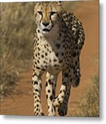 Cheetah Running In Namibia Metal Print