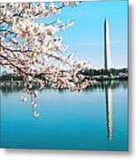 Cherry Blossoms Metal Print