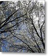 Cherry Blossoms Metal Print