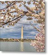Cherry Blossoms Washington Dc 4 Metal Print