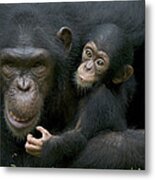 Chimpanzee Female Holding Infant Metal Print