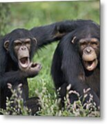 Chimpanzees Pan Troglodytes Calling Metal Print