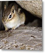 Chipmunk In Danger Metal Print