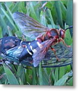 Cicada Killer Metal Print
