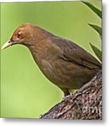 Clay-colored Thrush Metal Print