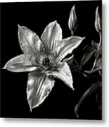 Clematis In Black And White Metal Print
