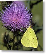 Cloudless Sulphur Butterfly Din159 Metal Print