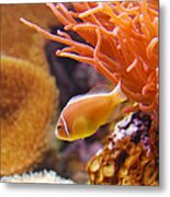 Clown Fish Metal Print