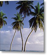 Coconut Palm Cocos Nucifera Trees Metal Print