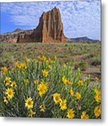 Common Sunflower Cluster And Temple Metal Print