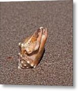 Conch Seashell Metal Print