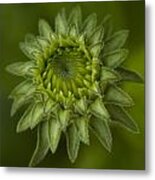 Cone Flower Studies 2012 - 4 Metal Print