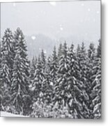 Coniferous Forest In Winter, Alps Metal Print