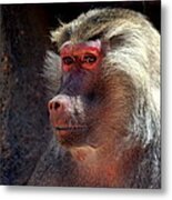 Contemplation Metal Print