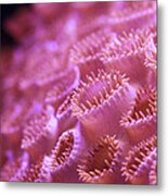Coral Close-up Ii Metal Print