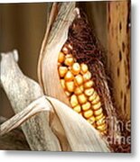 Corn Cob Metal Print