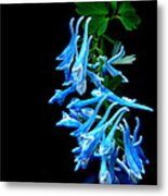 Corydalis Metal Print