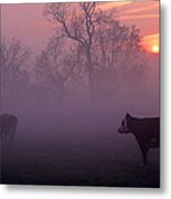 Cows At Sunrise Metal Print