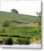 Cows On The Pasture Metal Print