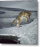 Coyote Canis Latrans Pouncing On Small Metal Print