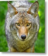 Coyote Metal Print