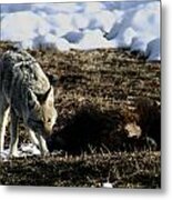 Coyote Yellowstone National Park Metal Print