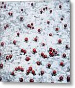 Cranberry In The Snow Metal Print