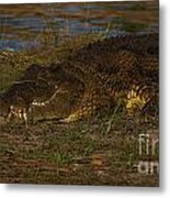 Croc Metal Print