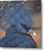 Crowned Pigeon Metal Print