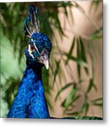 Curious Peacock Metal Print