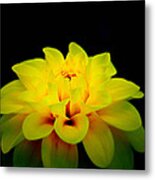 Dahlia Delight Metal Print