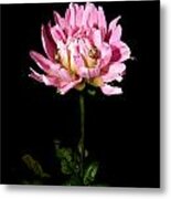Dahlia With Ride Ons Metal Print