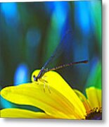 Daisy And Dragonfly Metal Print