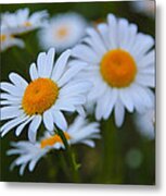 Daisy Metal Print