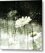 Daisy Love Metal Print