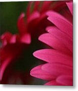 Daisy Petals Metal Print