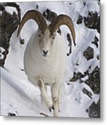 Dall Sheep Ovis Dalli Ram, Yukon Metal Print