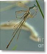 Damselflies Metal Print