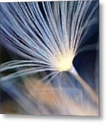 Dandelion Macro Metal Print